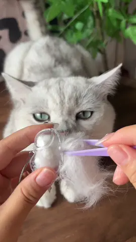 Bí quyết bé luôn bên cạnh tôi , chìa khoá lưu trữ lông mèo . #cat #cats #xuhuong #yeuchomeo #yeuchomeo🐶🐱 #catlover #meo #meow #yeumeo #daucachomeo 