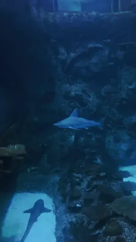 #sharkreefaquarium #lasvegas #fypシ 