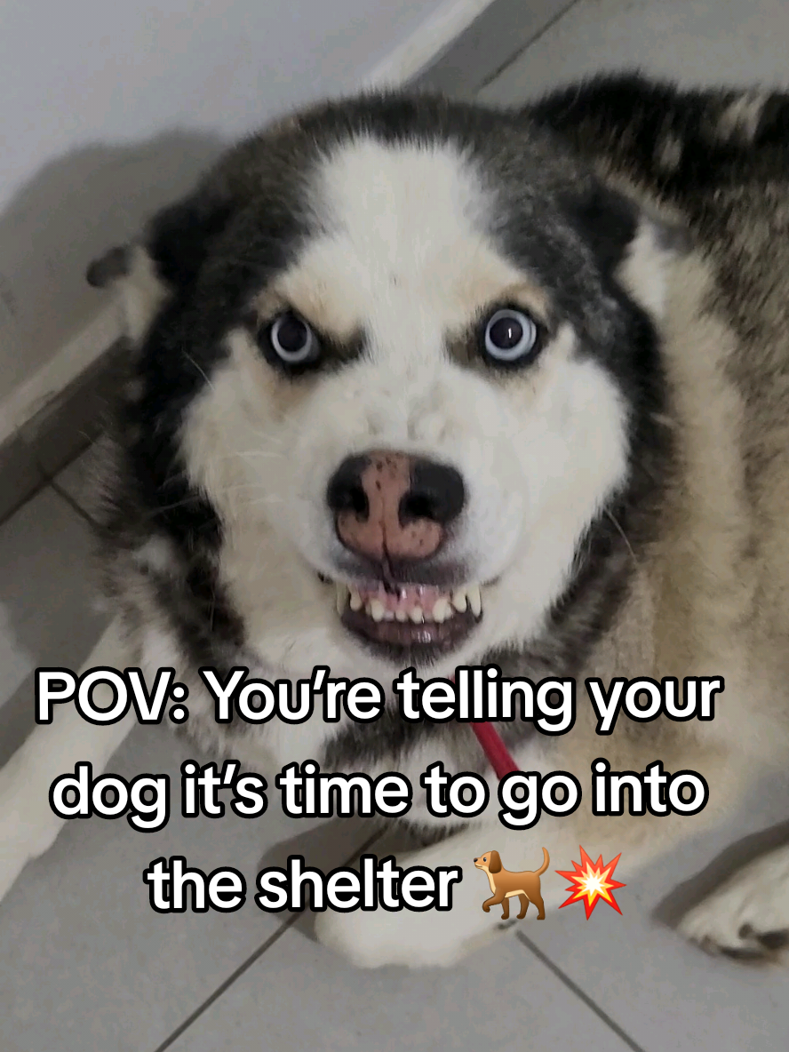 פוב: את אומרת לכלב שלך שהגיע הזמן להיכנס לממ