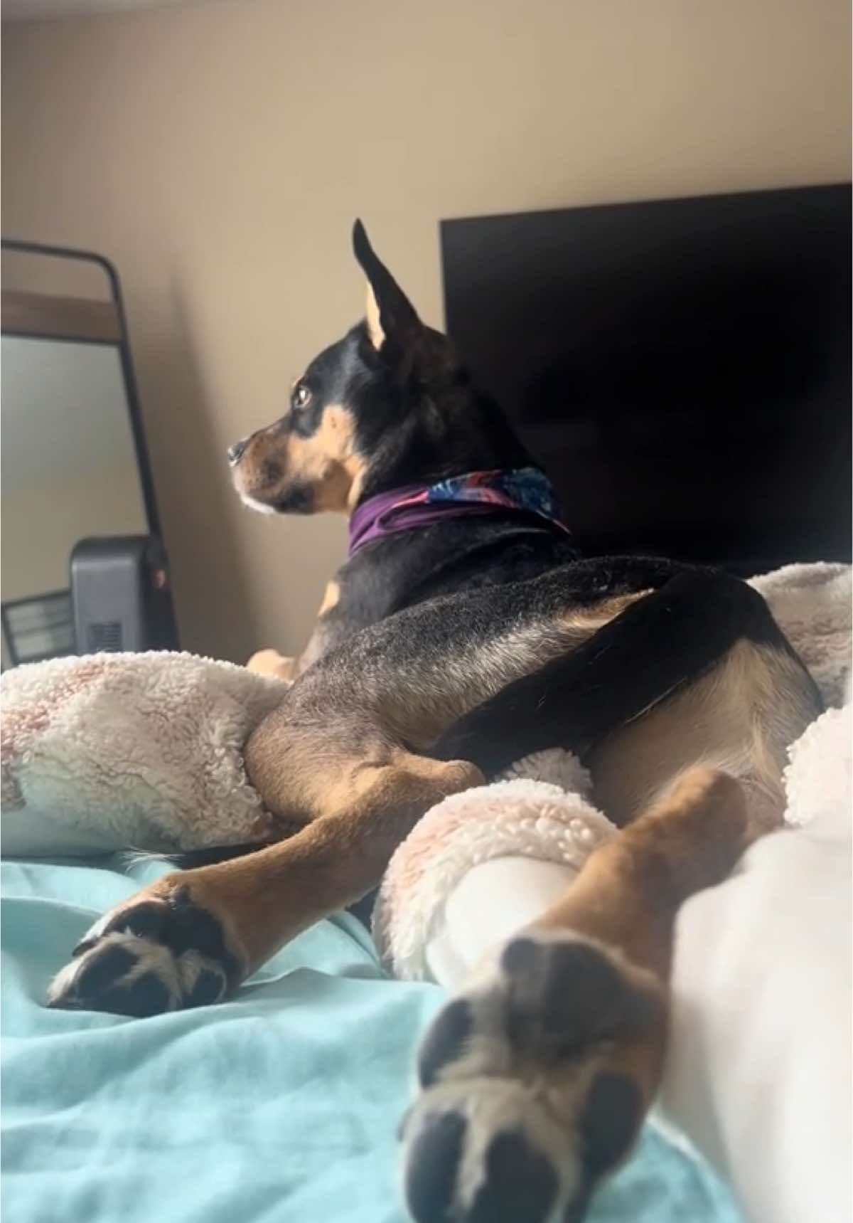 lots of math to think about today 🤔 #dogsoftiktok #dogmom 