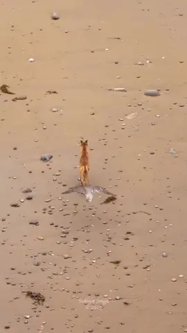 #صقر #شاهين #ماشاءاللہ #هدد #مقناص #اكسبلوررر #لايك #فولو #fypシ 