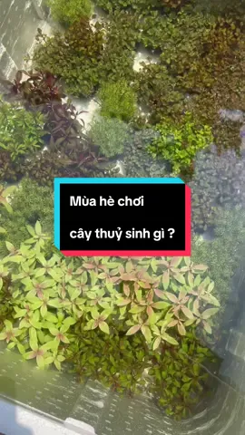 Đâu là cây thuỷ sinh siêu hot cho mùa hè này 🙂‍↔️🙂‍↔️ #xuhuong #thuysinh #nghienthungxop #fyp 