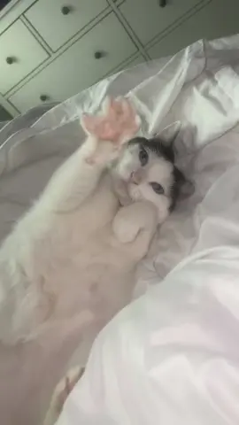 on grrrr 💅🏻#catsoftiktok #heycat #boba #fatbabby 