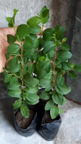 #bibittanaman #bibitbidaraarab #vidioviral #vidioviral #fyp 