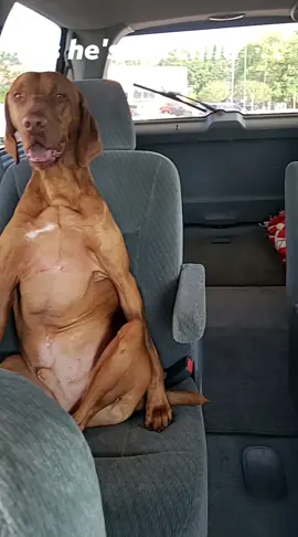Maverick acting like a human #dogsoftiktok #vizsla #funnydogs #jamming #dogs #vizslasoftiktok #dogsvideo 