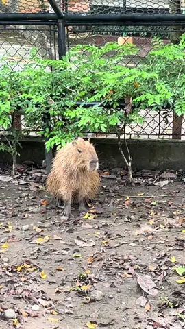 First time seeing capybaras irl @Davao Crocodile Farm . Cuties 🥰🥰  #capybara #capybaratiktok #davao 