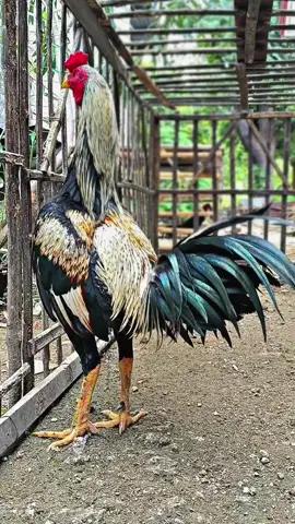 💚🖤 #ayampamaindonesia  #ayampamaninjasamurai  #penghobiayampama 
