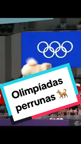 Este video muestra unas #olimpiadas  #perrunas y unos increíbles saltos en la alberca olímpica pero todo es gracias a la #inteligenciaartificial que estos perritos de diferentes razas participan en algo como esto. #perros #mascotas #lomitos #chihuahuastiktok  #pastoraleman  #lomitos #firulais #pet #fyp #viralvideos #mascotastiktok  #conpetencia #ia #ai 