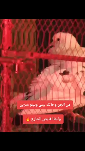 #شعر_سوداني #سودانيز_تيك_توك_مشاهير_السودان 