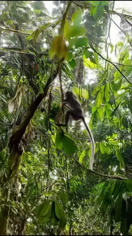 High above the Amazon floor, a lively group of monkeys leaps joyfully through the treetops. Watch as they swing from vines and jump between branches with effortless grace. The camera tracks them closely, capturing each playful movement as wind flutters the leaves and sunlight flickers through the jungle canopy. Their chirps and calls echo through the rainforest, bringing the vibrant jungle to life in this energetic and heartwarming moment. #AmazonMonkeys #PlayfulWildlife #JungleAdventure #RainforestAnimals #MonkeyTreetops #NatureDocumentary #WildlifeVideo #CinematicJungle #MonkeyLife #DeepAmazon