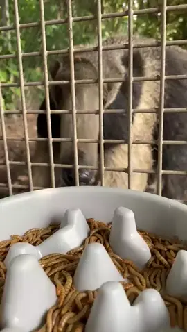 ASMR: giant anteater edition 😛 #asmr #animals #zoo #anteater #giantanteater #fyp #animalsoftiktok 