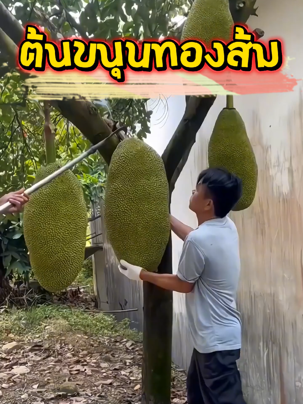 ต้นพันธุ์แท้100% แข็งแรงพร้อมปลูก สายพันธุ์ดีลูกใหญ่ เนื้อเยอะจ้า สนใจรับไปปลูกจิ้มที่ตะกร้าเหลืองได้เลยนะคะ