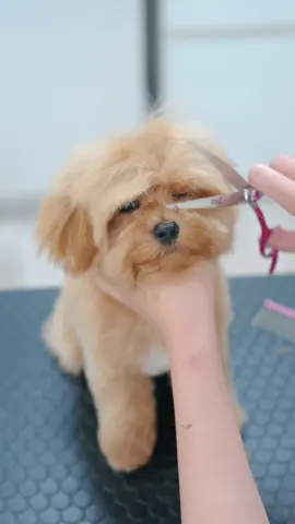 #doggrooming #asmr #puppy #adorable #satisfying 