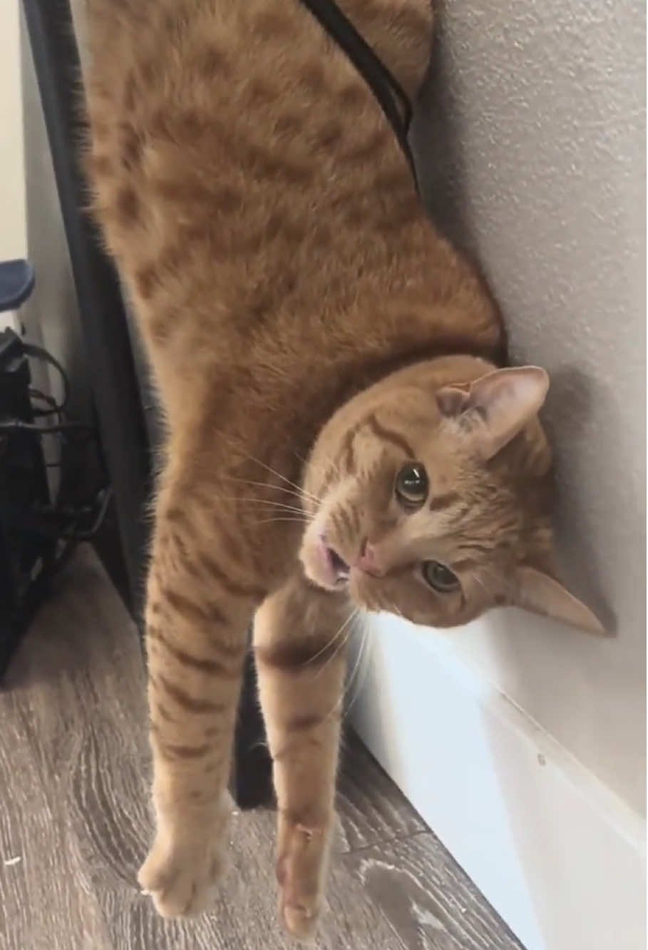 Cat needs help #fyp #kitten #catlover #funnycats #foryou #cutecat #drama 
