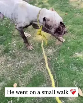 Update on our brave boy! We have named him zaza. This poor pitbul was found in a horrible state lying in a plot. We rescued him and moved him to the vet immediately. The vet treated him and removed the maggots, cleaned his wounds. We were really worried about zaza but he showed us great strength today, he not only ate his meal but also went for a small walk This boy really is a fighter! No other dog would've survived this so we will not give up on him as well. He has the will to live! He's such a brave beautiful boy. He may have been invisible to this world, he's now special and loved. Please continue donating towards him as he will remain #doqg #bestfriend #puppy ##Love #dogtrend #puppy #fyp #hashtagdog #foryoupage #doghashtag #Doglife #BestFriends #tocute #doglife #dogoftheday #do #dogtrending  
