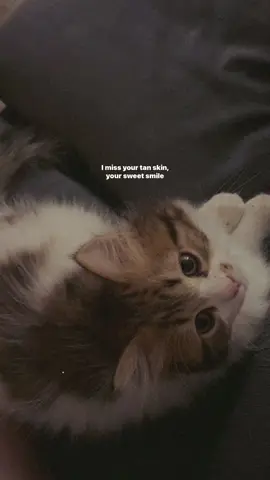 #lyrics 