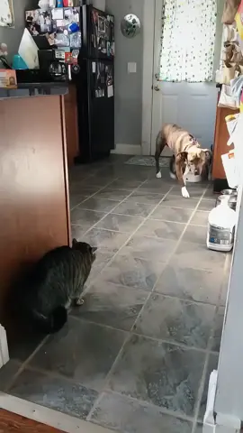 Dogs are afraid of cats#dog #cat #pet #animals #funny #funnyvideos #foryou #tiktok 