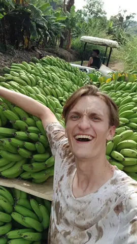 Descarregando banana