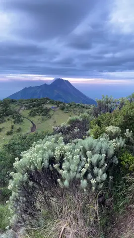 Ayo kapan lagi lihat cantiknya bunga edelweiss dan gagahnya merapi #merbabuviaselo #merbabumountain #fyp #fypシ  #merbabuviagancik  #pendakifomo  #bergemasampaiselamanya 