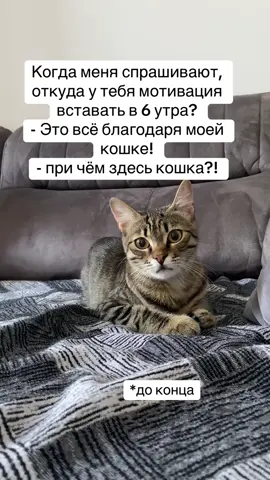 #булочка #кот #кошка #котик 
