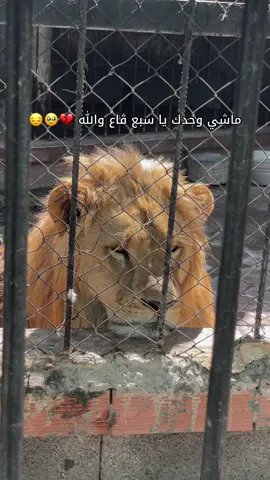 #سطيف_العالي_ٱخاالي #lina #tik_tok #video #💔 #تعبتتتتتتتتتتتتتتتتتتتتتتتتتتتتت #حسبيا_الله_ونعم_الوكيل #شعب_الصيني_ماله_حل😂😂 