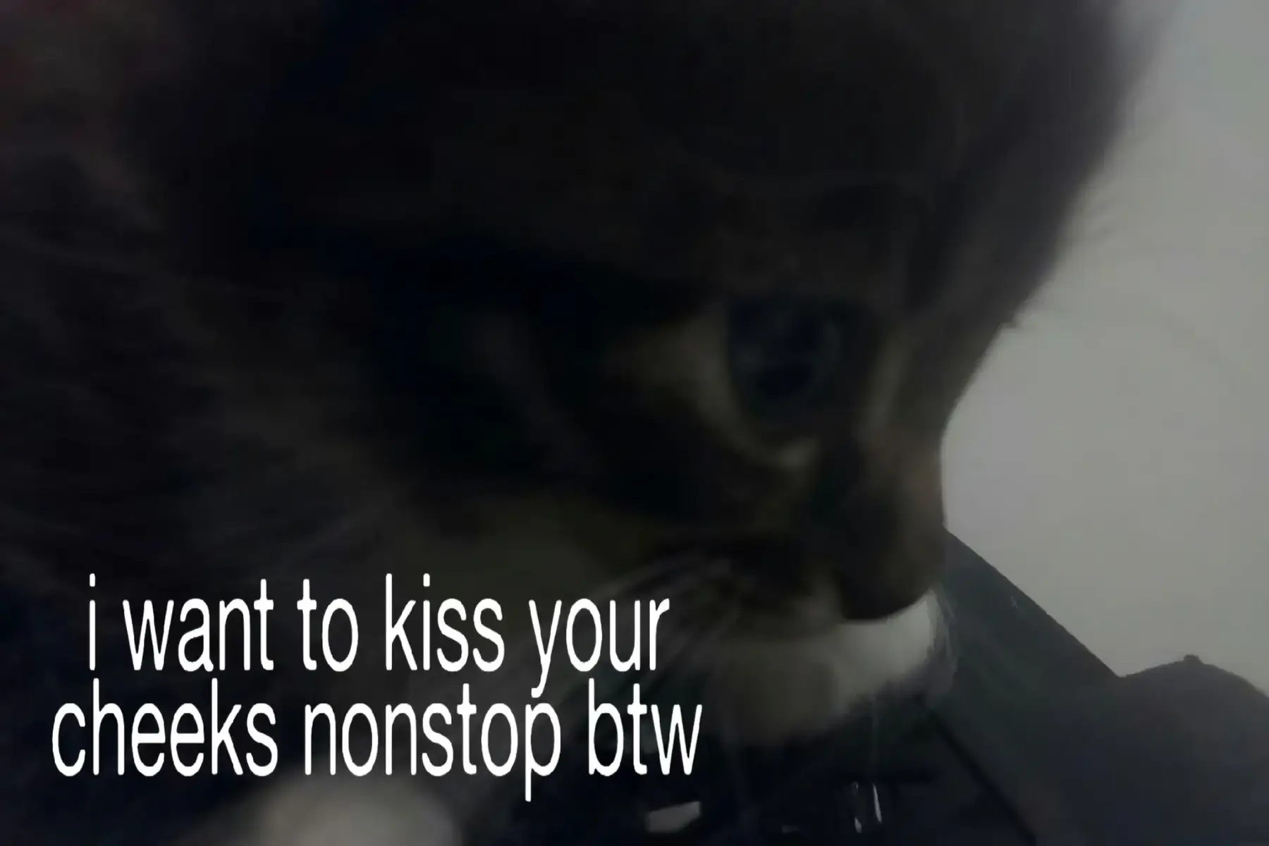 #relatable #fyp #cats #ilysm 