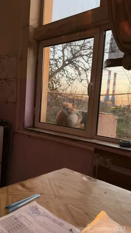 “Love Among Cats”#fyp #foryou #cat #petlove #catsoftiktok #catlover #funny #funnyvideos #fypage #funnycat #funnytiktok #cats