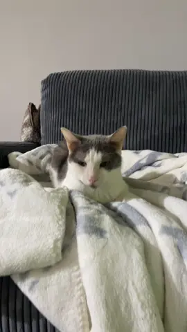 You are invited 🥰 #🐱 #cat #catsoftiktok #cats #catlover #cattok #catslovers #catsvideo #catsmoves #meow #meowlovers #catsdoingthings #catsofinstagram #catfunny #catstagram 