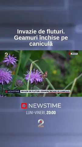 O specie de fluturi, care seamană cu moliile, a invadat Brașovul. ▪️Fluturele migrator s-a înmulțit necontrolat în oraș și a ajuns să intre zilnic în casele oamenilor. ▪️Deși nu este dăunător organismului uman, insecta de dimensiuni mari și culoare închisă atacă vegetația, dar și legumele sau fructele. ▪️Marea problemă este că insecticidele nu uc!d acești fluturi. #newstime #kanald2 #invazie #fluturi #insecticid 