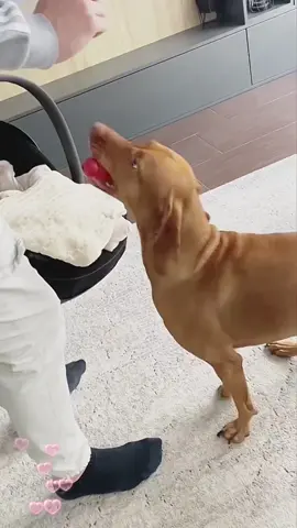 Dogs see babies fi the first time 🩷#pet #dog #Love #tiktok #dogsoftiktok #foryou #baby #friends 
