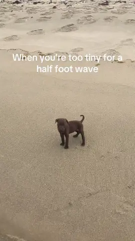 unlucky dog #dog#funny#funnyanimals#funnypets#animals #dogsofttiktok #pet #foryou #longervideos 