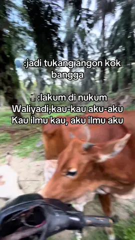 🤣🤫 #peternakmuda #peternaksapiindonesia #riau_pekanbaru 