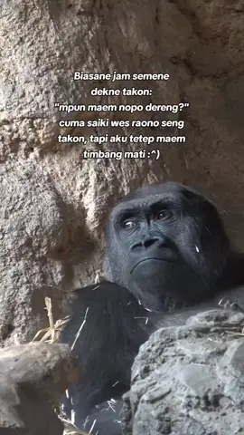 #fypp wong kok ngilangan😪#jowopride #katakata #sedih #sindiran #bojonewong #galau #storytime #storywa #fyip #fypage #foryou #fyp #xyzbca #masukberanda #berandatiktokterbaru #puitekchanel #gorilla #sadvideos #sadvibes🥀 @Anak'e Emak Tersayang