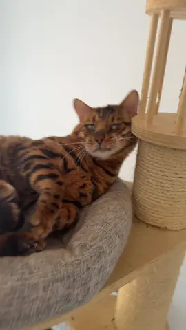 Instagram : dr__matyas 🔥 Hol vagytok macska őrült társaim?!✨ Igen macskákat is tenyésztek! https://fenestrabengals.hu