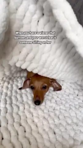 the tiny cone of safety (ig eemilyharperr) #dog 