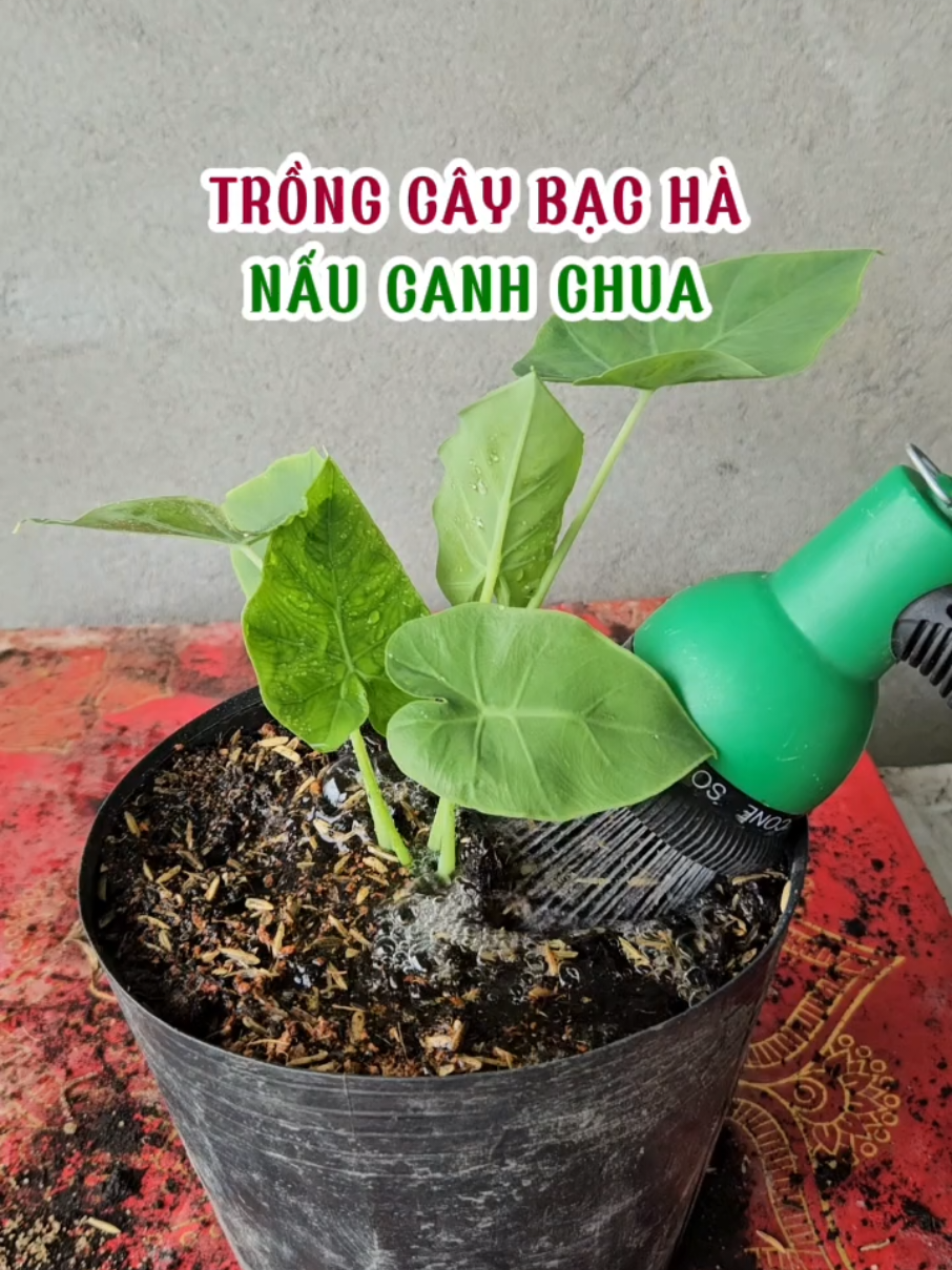 Trồng cây bạc hà, dọc mùng. #loanlamvuon #trongrau #bacha #canhchua #rausach 
