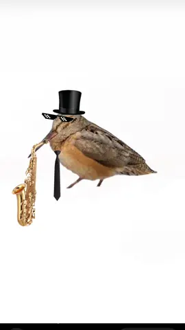 it’s meep, it’s always been meep 🤝  #meep #americanwoodcock meep bird, bird meep sound, dancing bird, #brdsoftiktok #birdtok #birding #birdlovers 