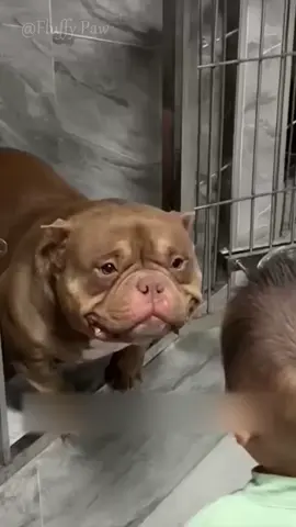 Собака, которая просто хотела быть любимой 🐶💔🥺 #хочуврек #втоп #shorts #милота #животные #собака