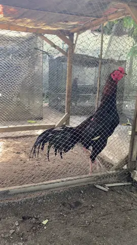 Solo 🥁 🥁perusak punggung lawan