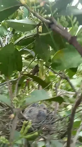 sarang burung tekukur dipohon mangga samping rumah