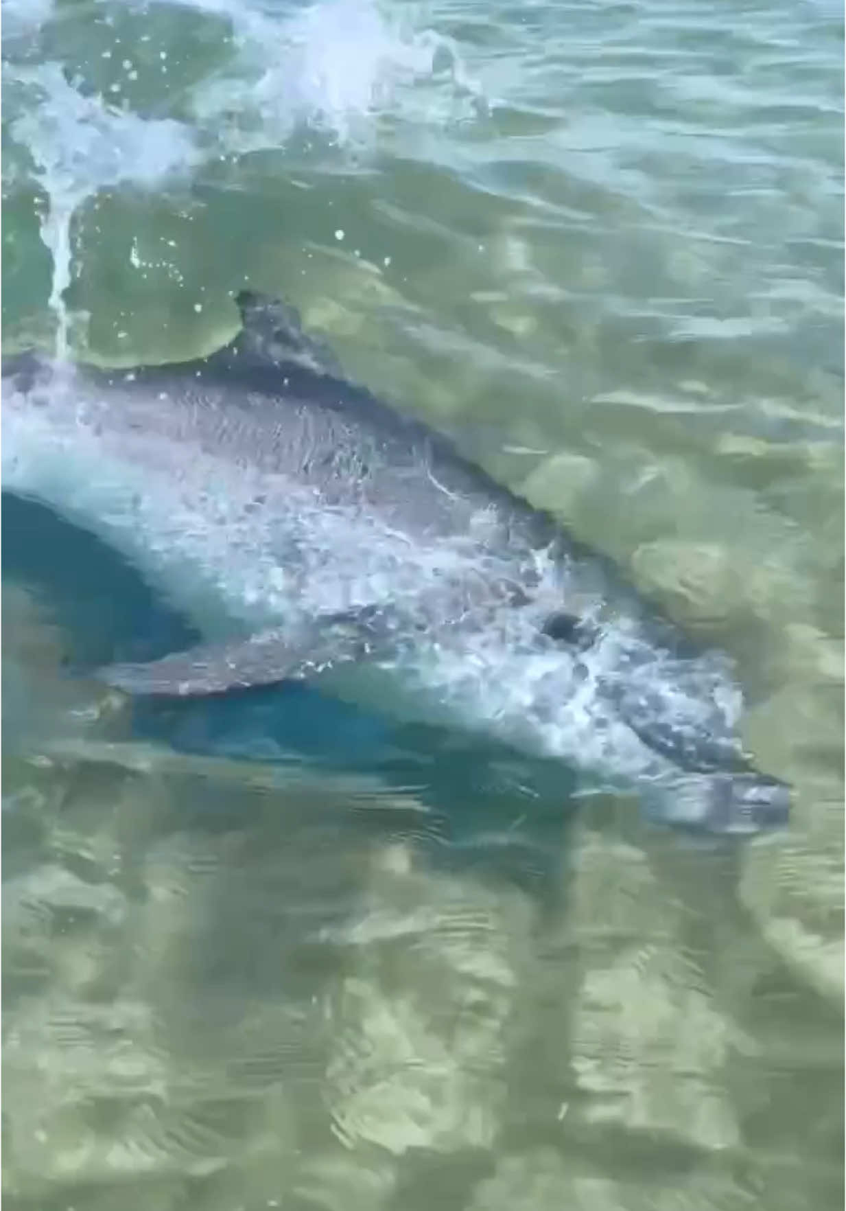 Это было незабываемо 🐬  #анапа #дельфин #встречасдельфином