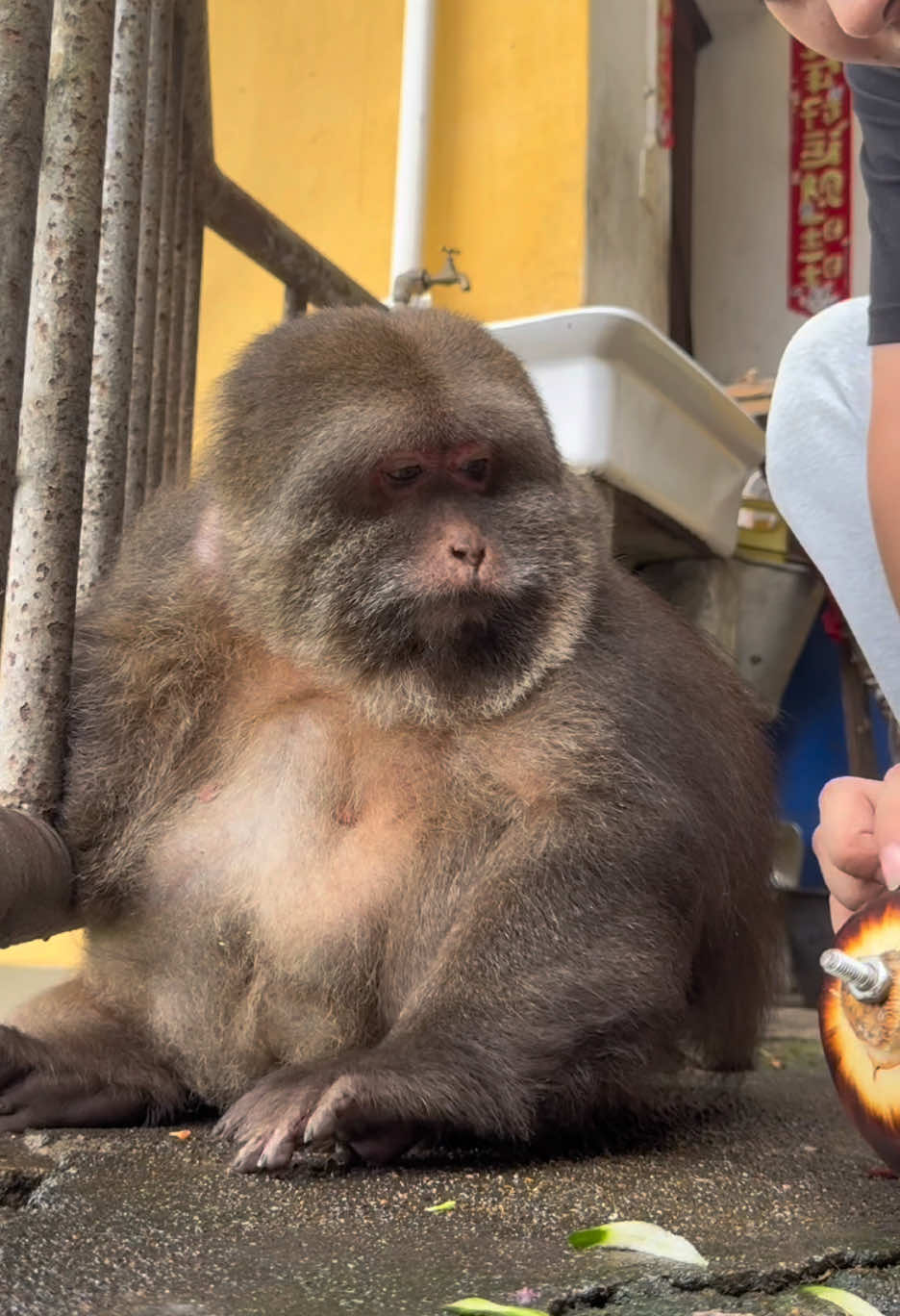 She's been waiting for me. #monkey #monkey #xingxing #cute #lovely 
