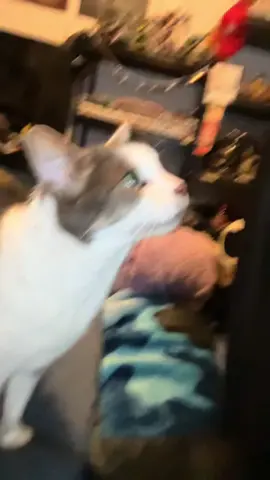 RIP Cloudy 26/02/2012 - 24/06/2025 Will miss you forever big fella 💔