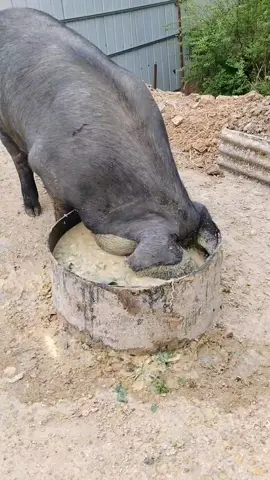 Hết bún rồi, khỏi lặn🥴#khoanhkhacdangyeu #petcute #dethuong #heo #mukbang 