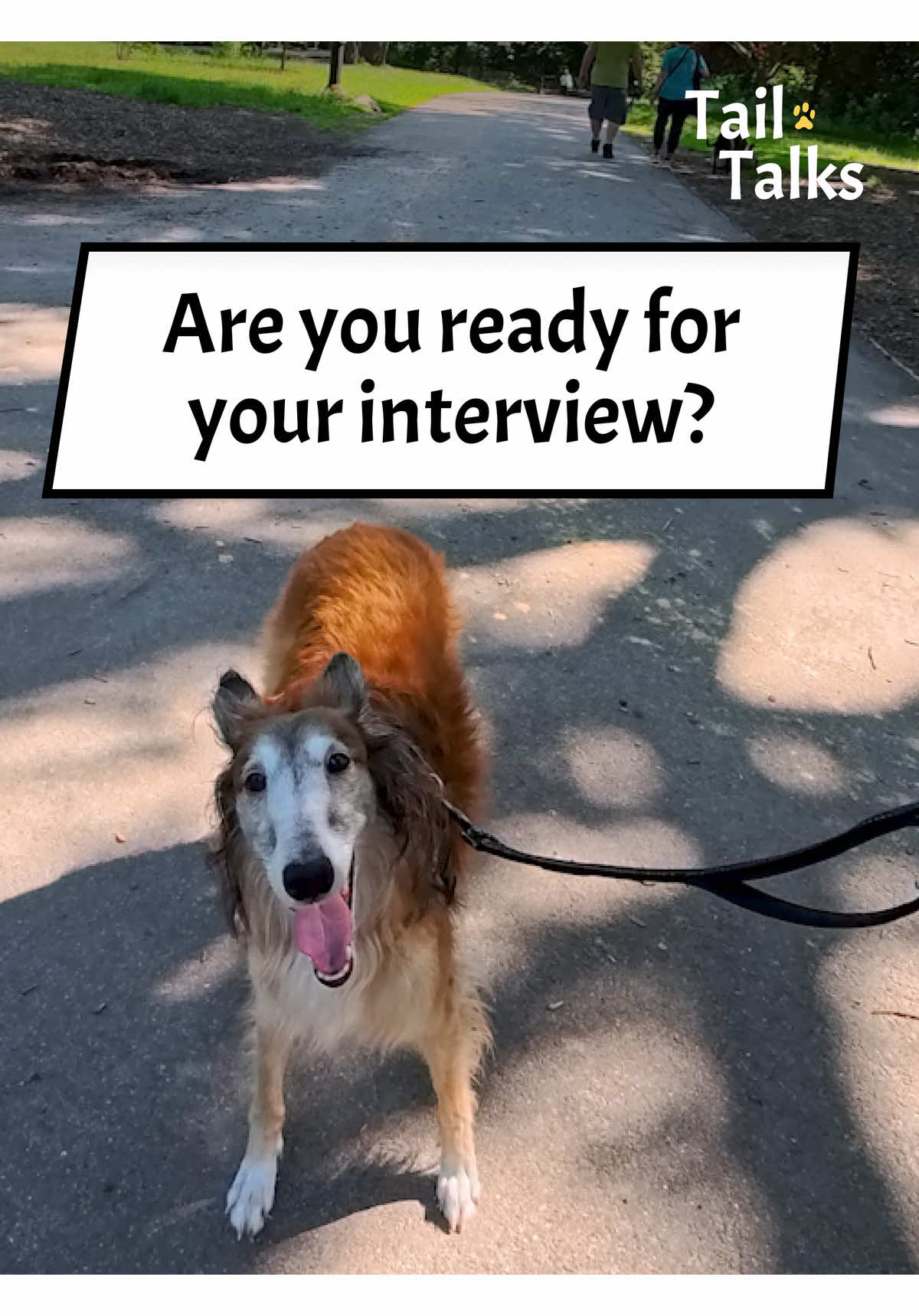 Watch Gigi's interview in our next video! We met this beautiful silken windhound named Gigi on her way back from the farmer's market. You won't believe her favorite things to do! #silkenwindhound #borzoi #greyhound #dogs #dogsoftiktok #streetinterview #dogtok @real.rachel.green 