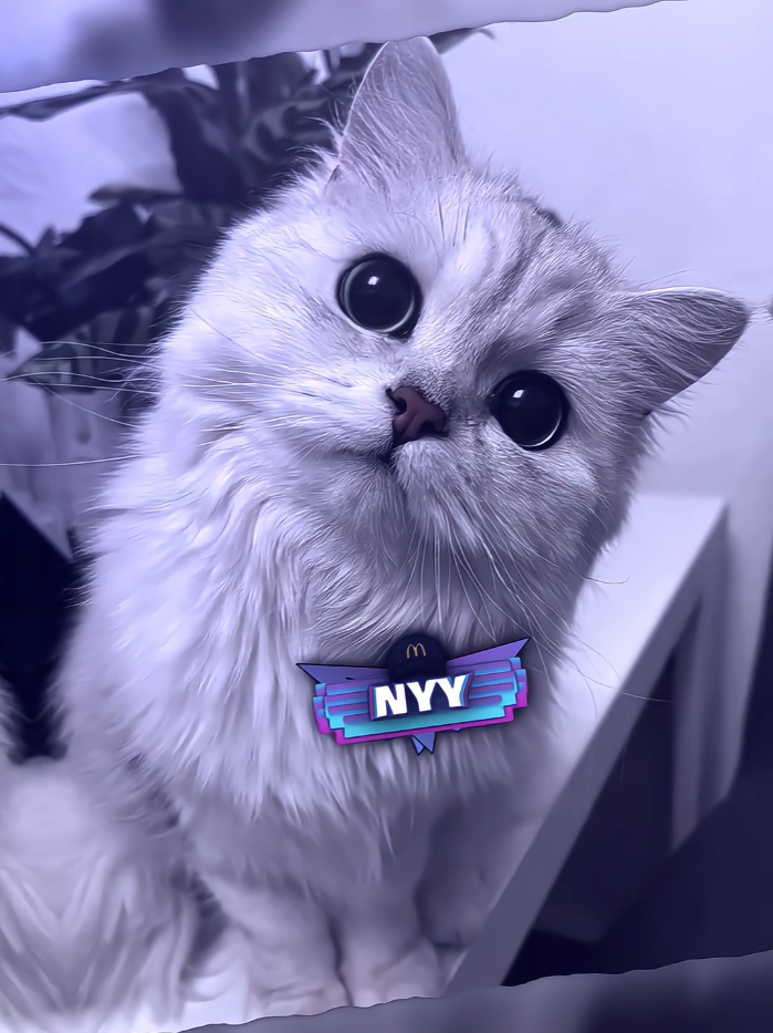 #nyyprst | affa iya 🗿🧢