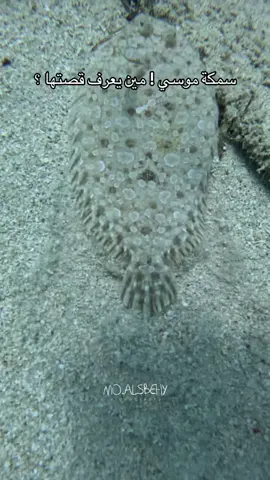 حد شافها قبل كدا ؟؟ #تصويري  : : : #fyp #foryou #fypシ #foryoupage #viral #viralvideo #viraltiktok #video #video #fy #fypシ゚viral #videoviral #fypage #ocean #sea #scuba #scubadiving #dive #divind 