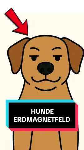 Wusstest du das über Hunde? #hunde #tiere #Capybara #WissenFürAlle #Tierfakten 