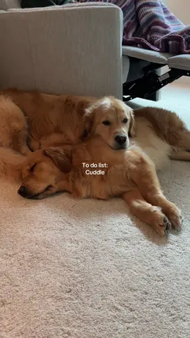 Besties  #goldenretriever #goldenretrieverlife #dog #dogsoftiktok #dogs #pet #petlover 
