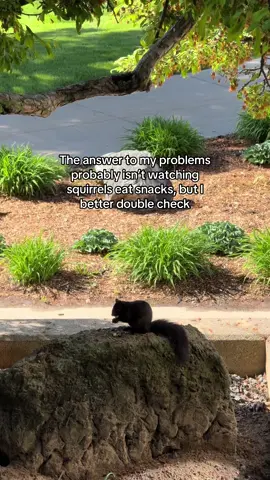 Anyone else enjoy squirrels as much as we do?!? 🐿️🤣 #college #collegelife #studentlife #squirrel #collegegotmelike 